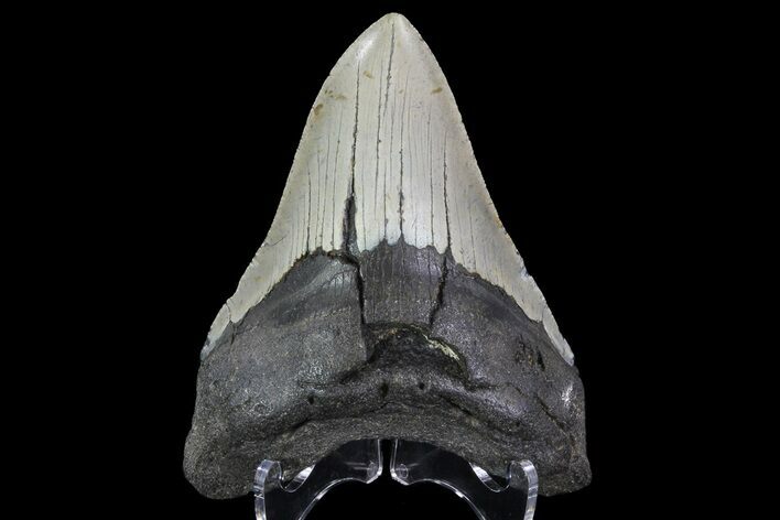 Bargain, Megalodon Tooth - North Carolina #67157